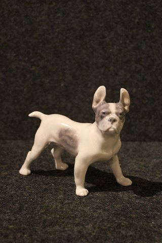 Royal Copenhagen porcelæns figur af lille hund.
Boston terrier.
