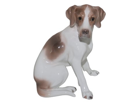 Dogs<br>Royal ...