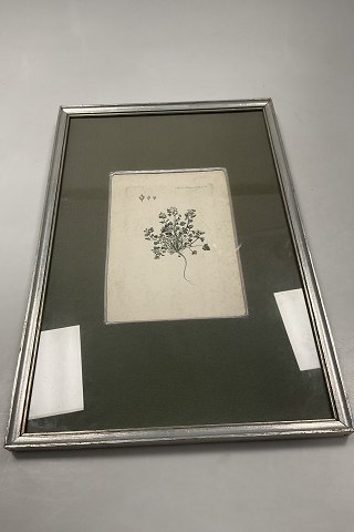 Original Flora Danica Print with silver frame No. 100