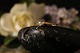 Unique gold ring in 14 carat gold and white zircon. Great design and special look. Size 55.
