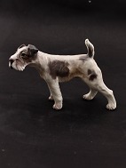 Dahl Jensen Ruhret Foxterrier #1009