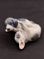 Royal Copenhagen pointer hvalpe 453