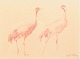 L'Art presents: Harald Wiberg, “Tranor” (Cranes), red chalk drawing on paper, listed Swedish visual artist.