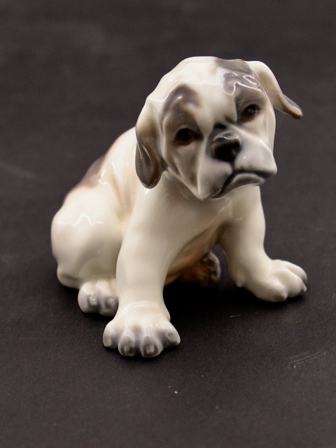 Dahl Jensen  Fransk Bulldog hvalp, nr. 1139